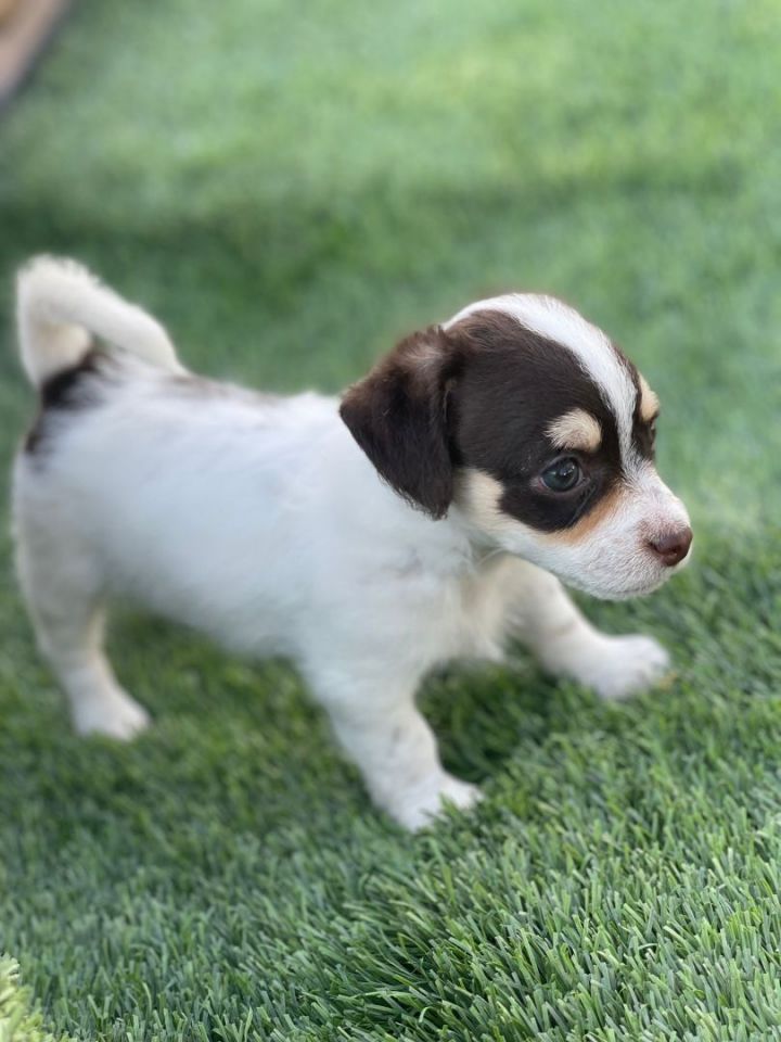 Rocca, an adopted Chihuahua & Miniature Pinscher Mix in San Bernardino, CA_image-5