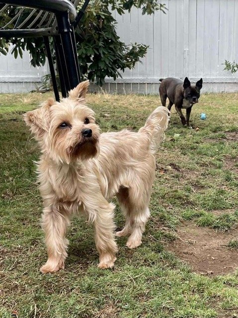 Jax - Adorable Yorkie Mix