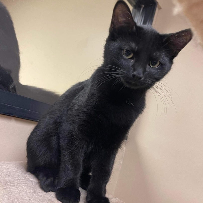 Cat for adoption - Sonar, a Domestic Short Hair in Grand Rapids, MI ...