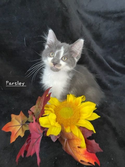 Parsley , an adopted Domestic Short Hair in Aurora, NE_image-1