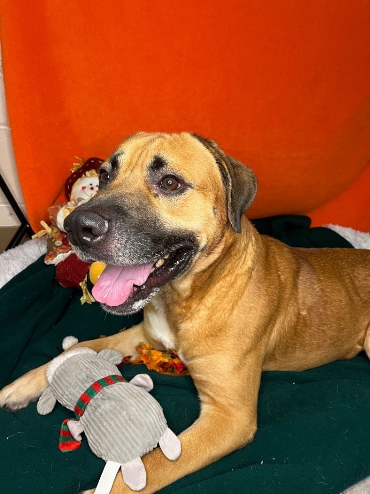 BEAR, an adoptable Mastiff & Pit Bull Terrier Mix in Wintersville, OH_image-1