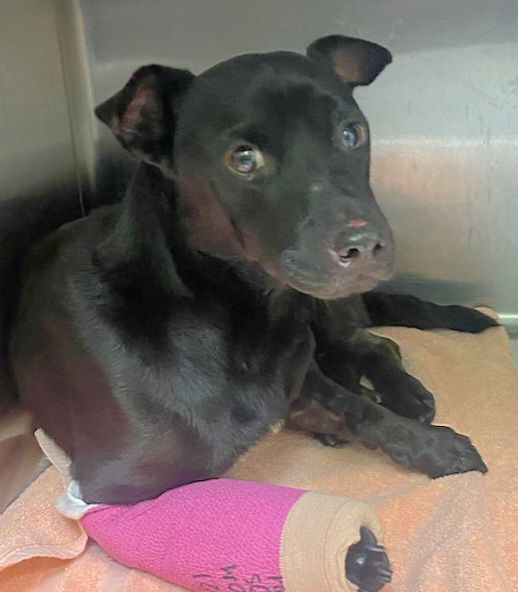 Tito, an adoptable Terrier in Royal Palm Beach, FL, 33411 | Photo Image 1