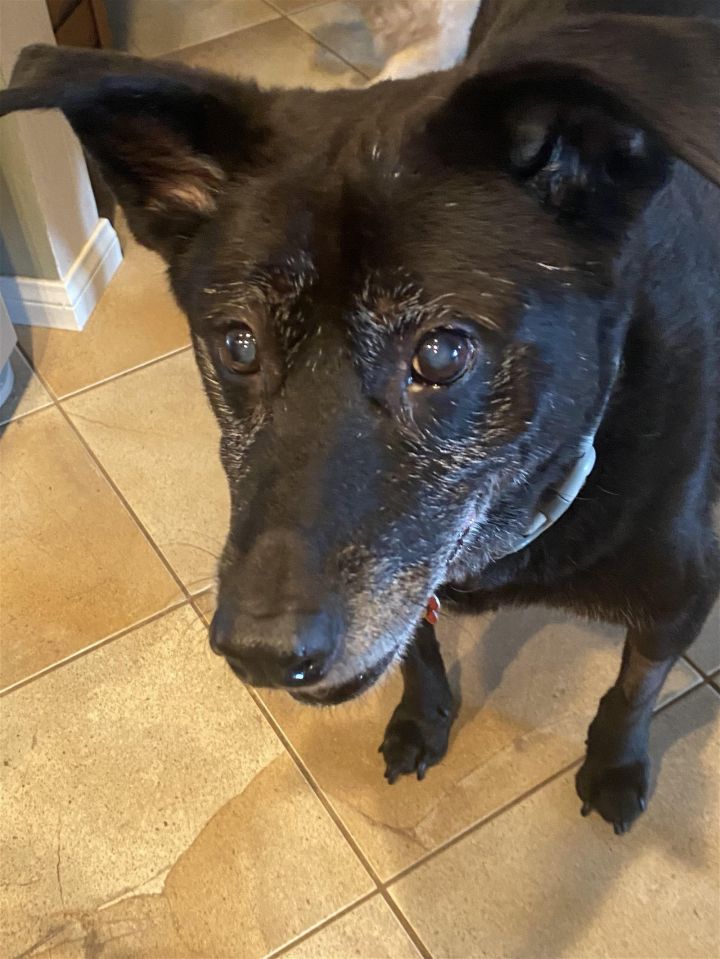 Dog For Adoption - Alisa, A Black Labrador Retriever & Shepherd Mix In San  Diego, Ca | Petfinder