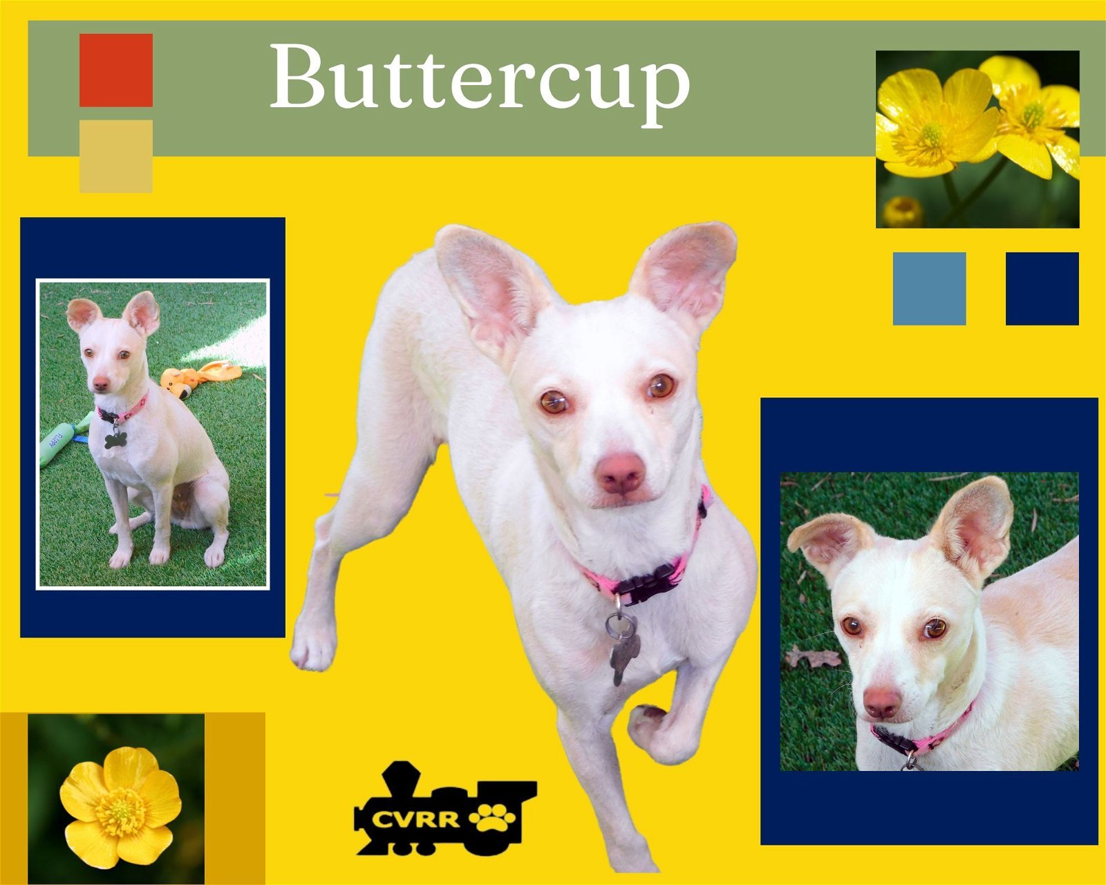 Buttercup