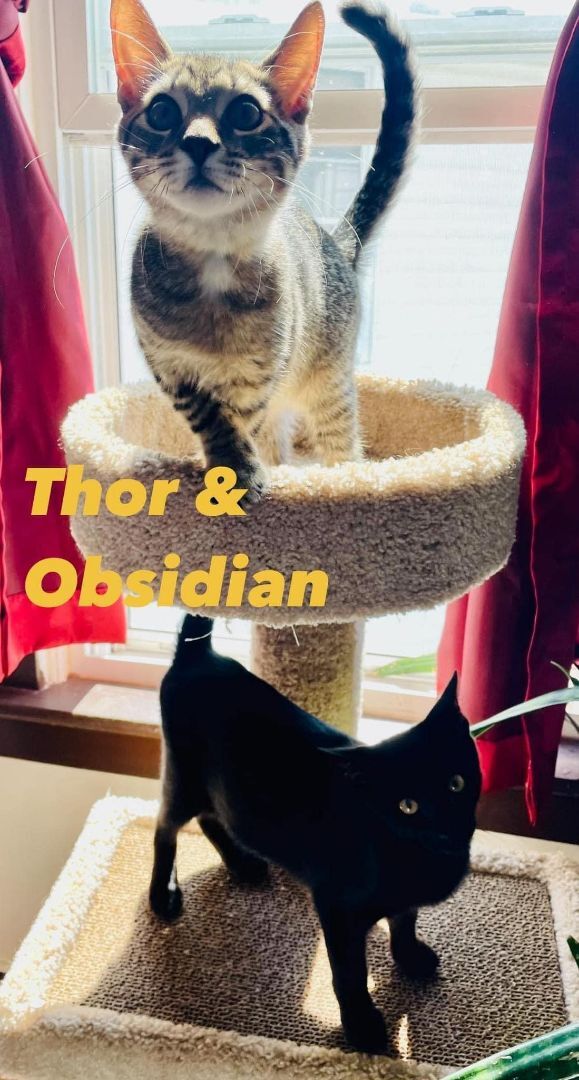 Thor and Obsidian (Bonded), an adopted Tabby & Tiger Mix in Rensselaer, NY_image-3