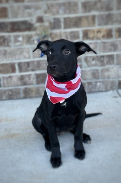 Ebony, an adoptable Labrador Retriever, German Shepherd Dog in Dalton, GA, 30721 | Photo Image 2