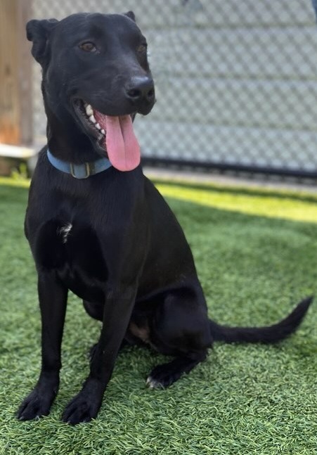 Ebony, an adoptable Labrador Retriever, German Shepherd Dog in Dalton, GA, 30721 | Photo Image 3