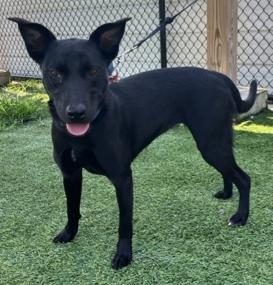 Ebony, an adoptable Labrador Retriever, German Shepherd Dog in Dalton, GA, 30721 | Photo Image 4