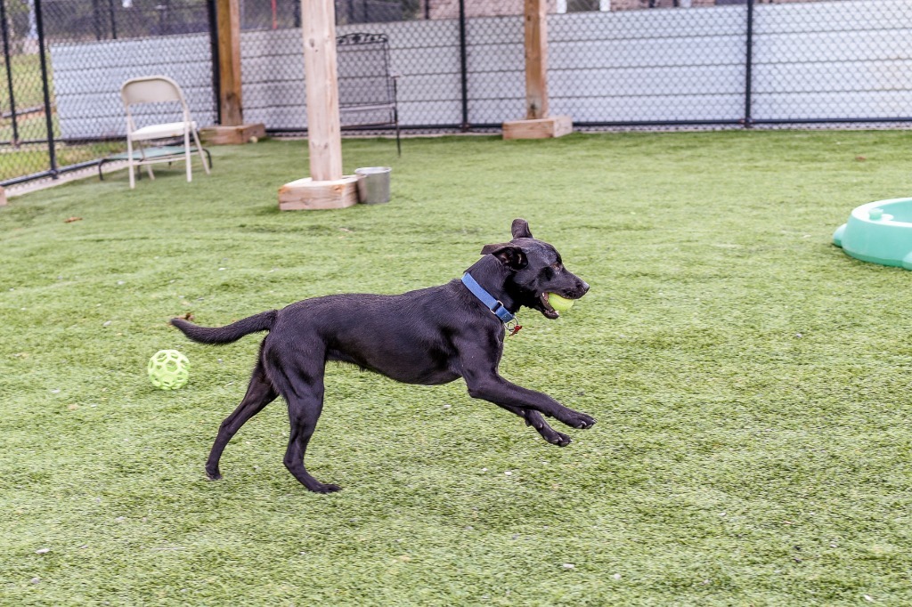 Ebony, an adoptable Labrador Retriever, German Shepherd Dog in Dalton, GA, 30721 | Photo Image 5