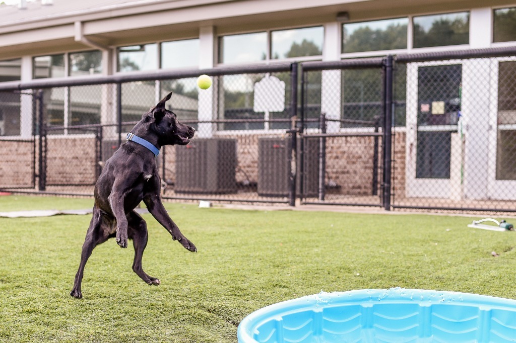 Ebony, an adoptable Labrador Retriever, German Shepherd Dog in Dalton, GA, 30721 | Photo Image 6