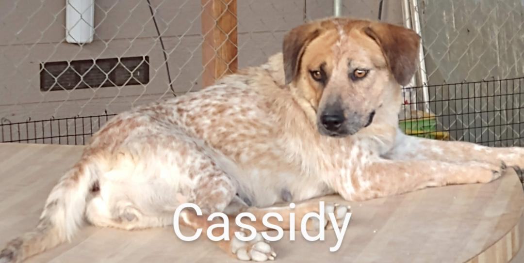 Cassidy, an adoptable Cattle Dog in Henderson, NV, 89074 | Photo Image 2