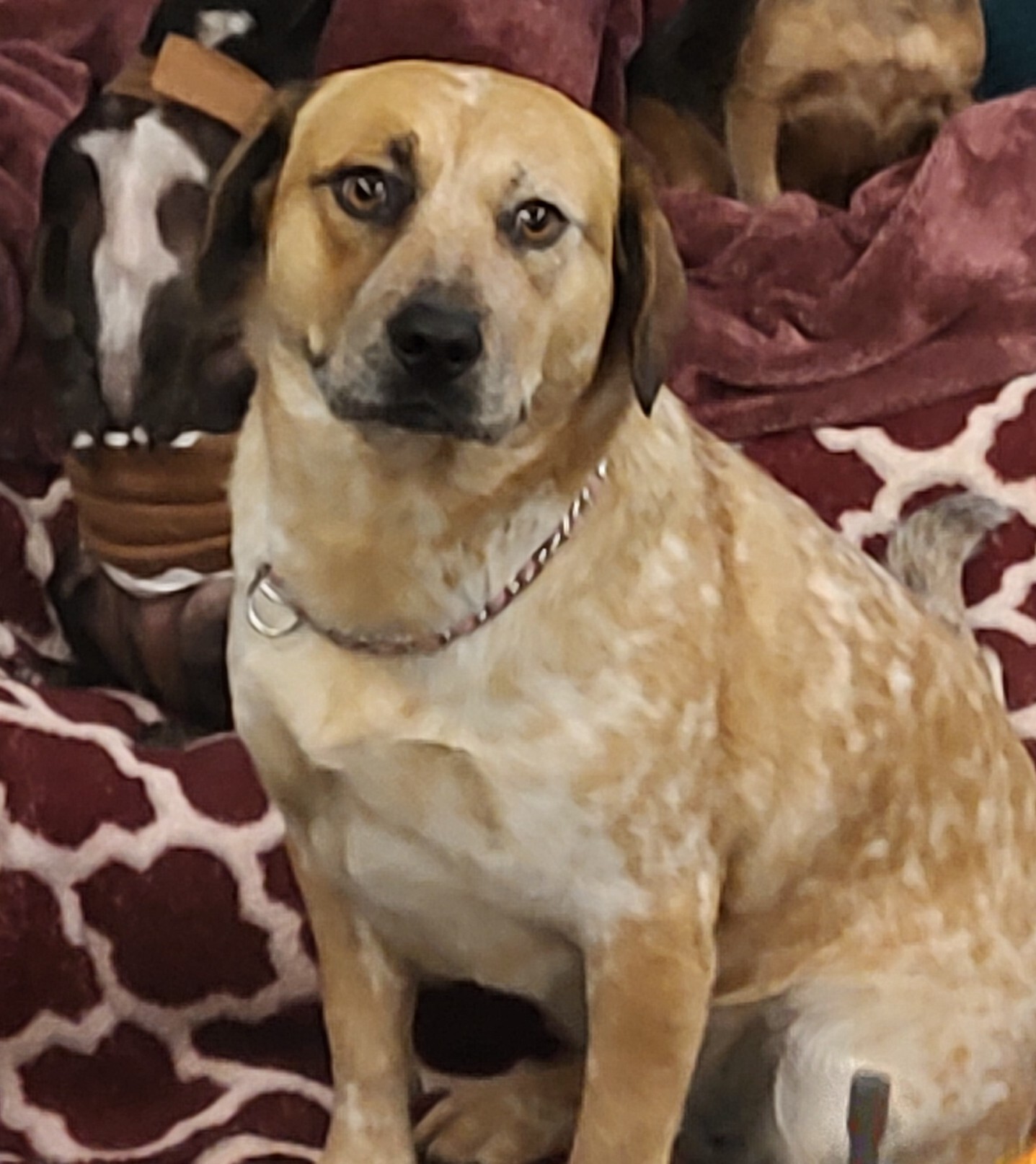 Cassidy, an adoptable Cattle Dog in Henderson, NV, 89074 | Photo Image 3
