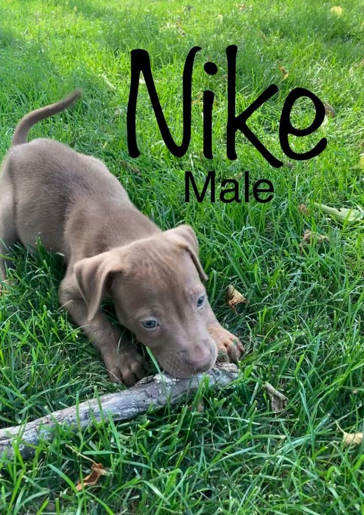 Nike, an adopted Labrador Retriever Mix in Clear Lake, IA_image-1