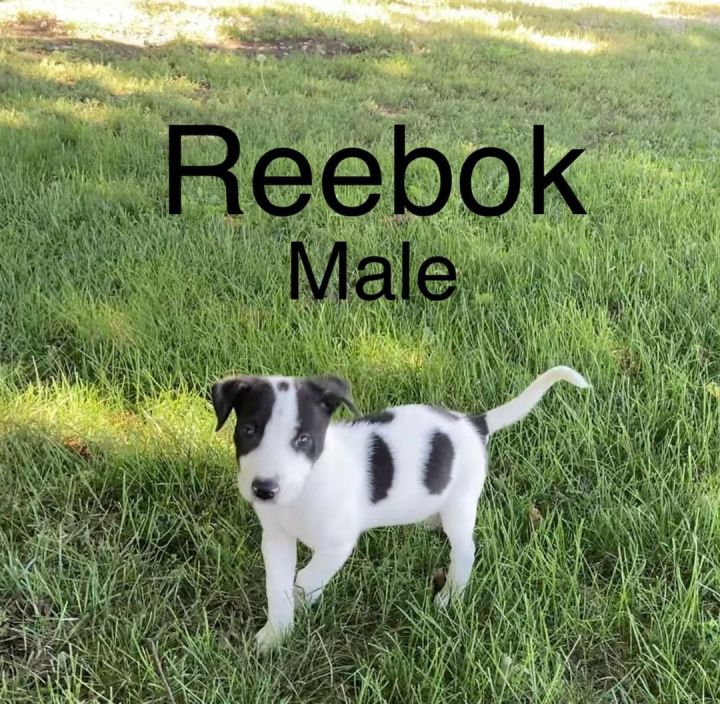 Reebok, an adopted Labrador Retriever Mix in Clear Lake, IA_image-1
