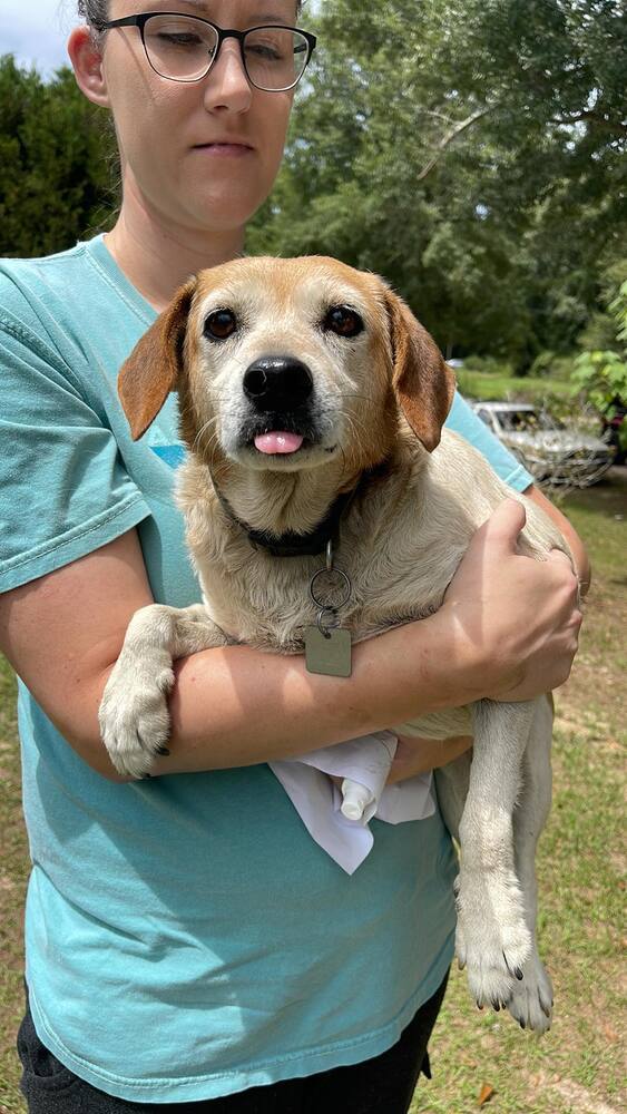 Foxy (In Foster), an adoptable Beagle in Troy, AL_image-2
