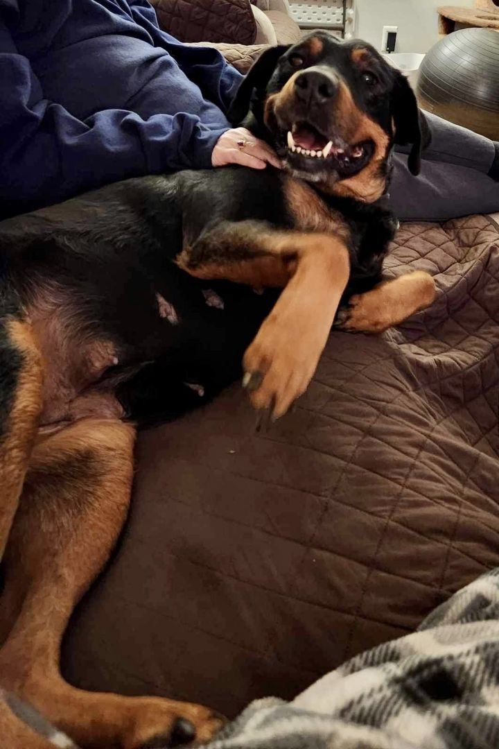 Gemma, an adoptable Rottweiler in Lincoln, NE_image-2