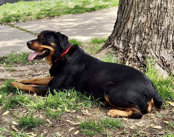 Gemma, an adoptable Rottweiler in Lincoln, NE_image-3