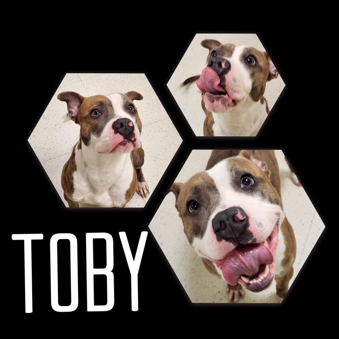 Toby