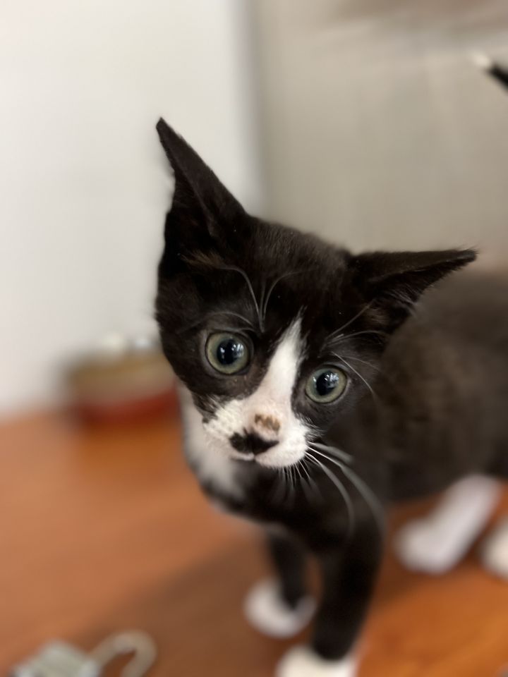 Ghostface, an adopted Domestic Short Hair & Tuxedo Mix in Omaha, NE_image-3