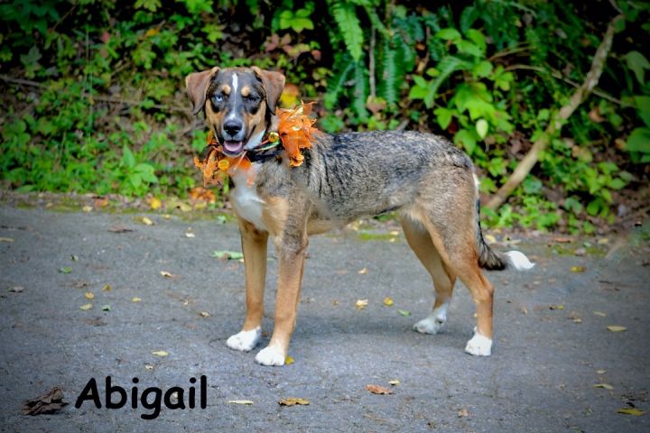 Abigail, an adoptable Shepherd & Husky Mix in Sevierville, TN_image-1