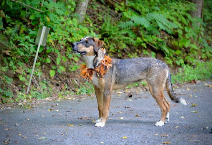 Abigail, an adopted Shepherd & Husky Mix in Sevierville, TN_image-2