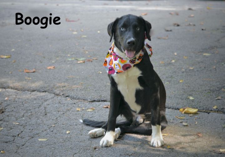 Boogie, an adoptable Shepherd & Husky Mix in Sevierville, TN_image-1