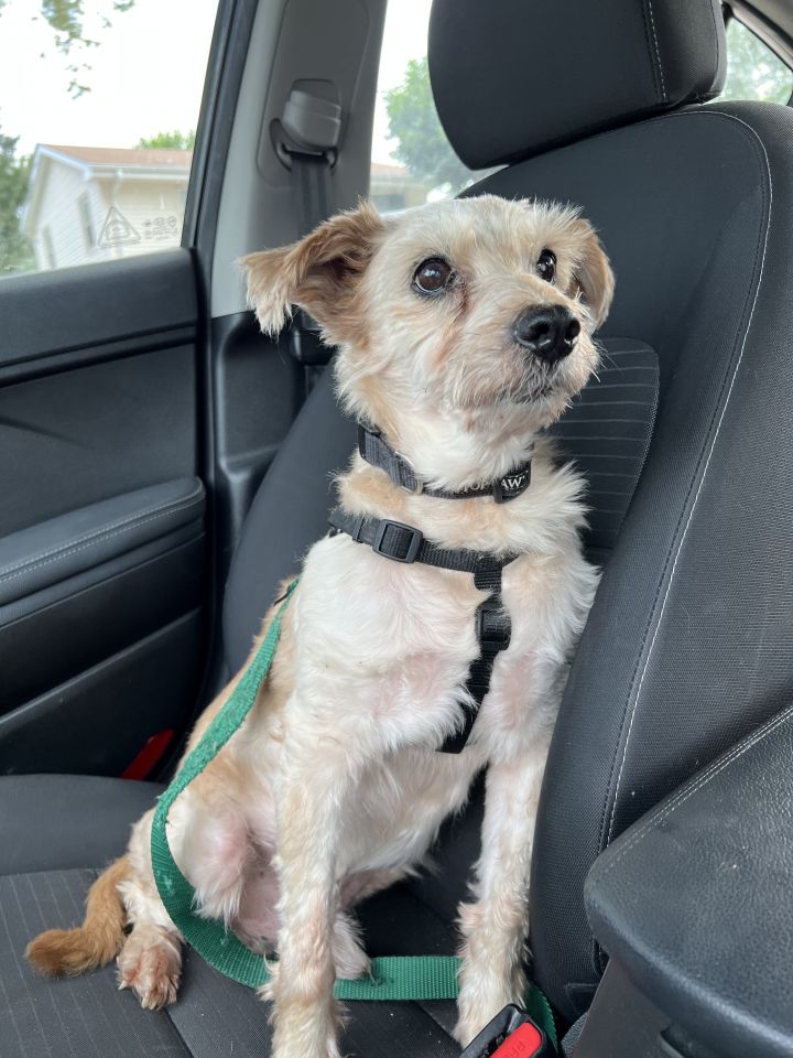 Theodore, an adoptable Terrier & Schnauzer Mix in Omaha, NE_image-1