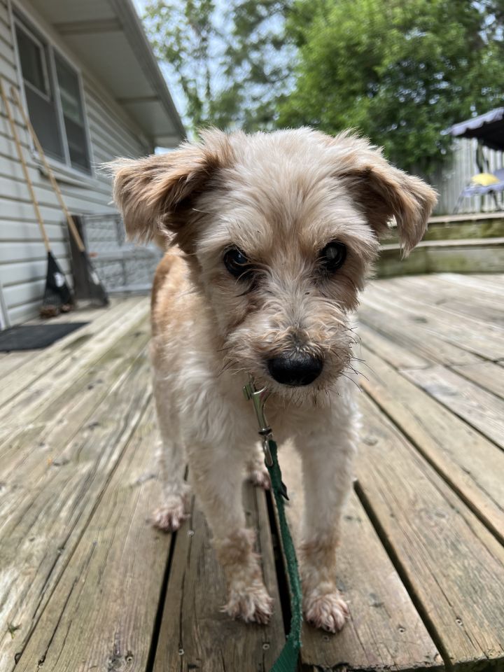 Theodore, an adoptable Terrier & Schnauzer Mix in Omaha, NE_image-2