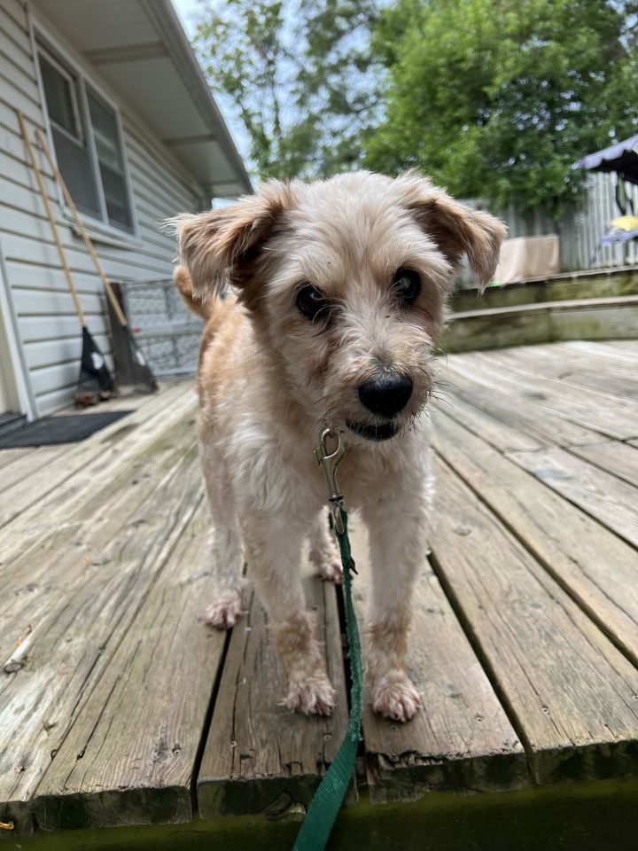 Theodore, an adoptable Terrier & Schnauzer Mix in Omaha, NE_image-3