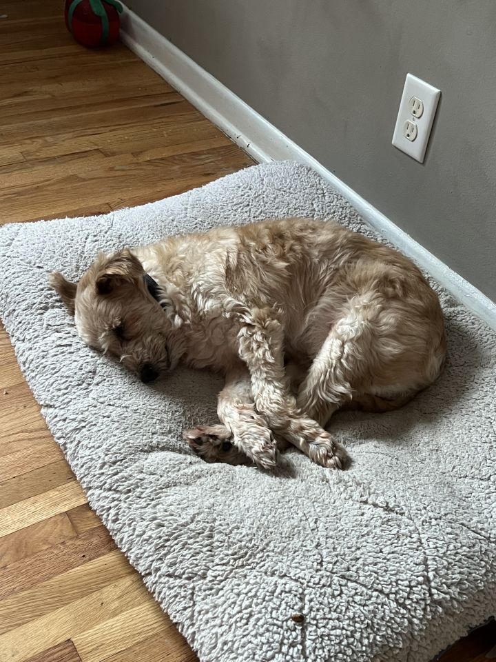 Theodore, an adoptable Terrier & Schnauzer Mix in Omaha, NE_image-6