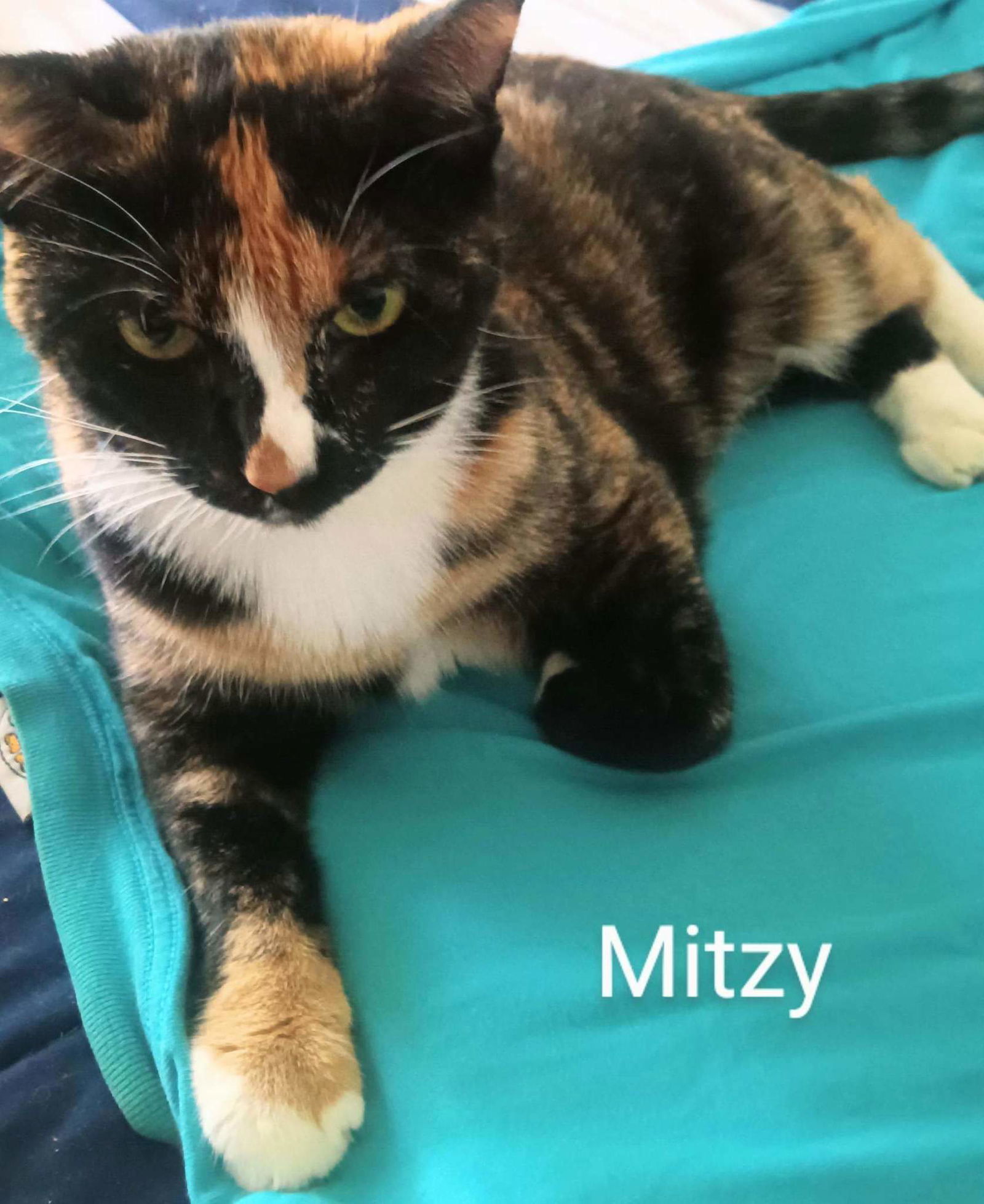 Mitzi, an adoptable Tortoiseshell in Longwood, FL, 32750 | Photo Image 1