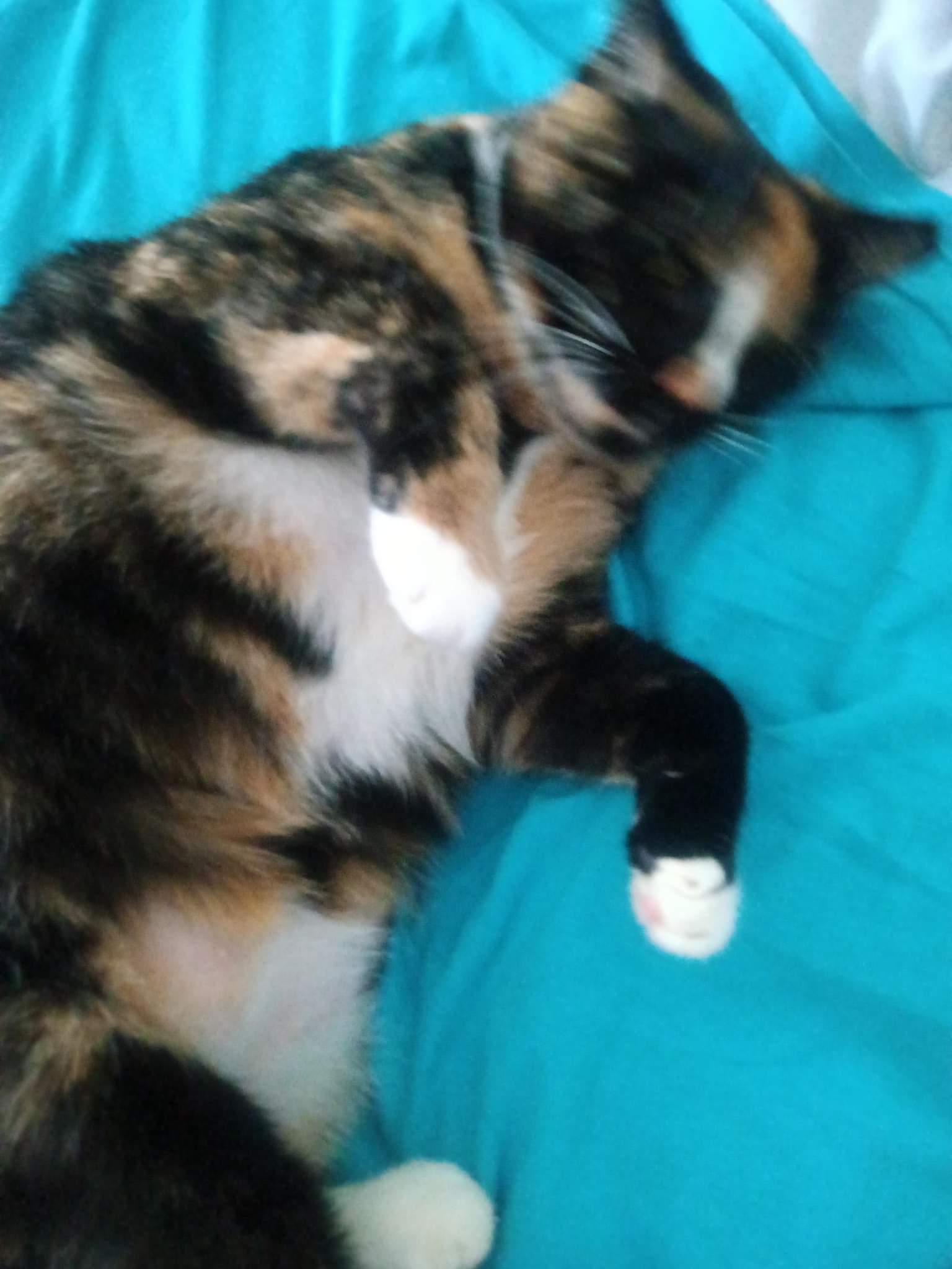 Mitzi, an adoptable Tortoiseshell in Longwood, FL, 32750 | Photo Image 2