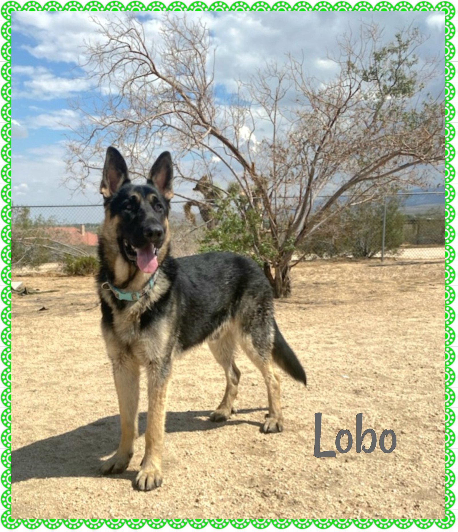 Lobo