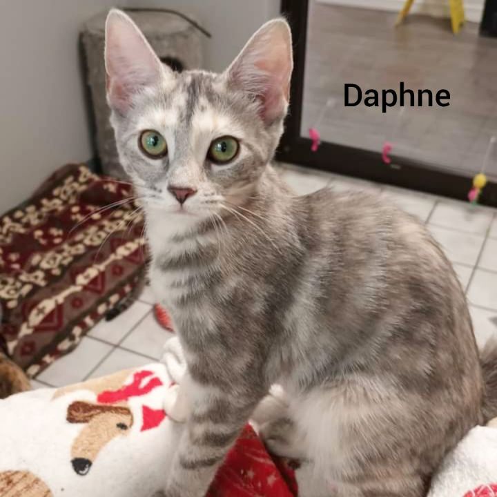 Daphne, an adopted Domestic Short Hair in Horseheads, NY_image-1