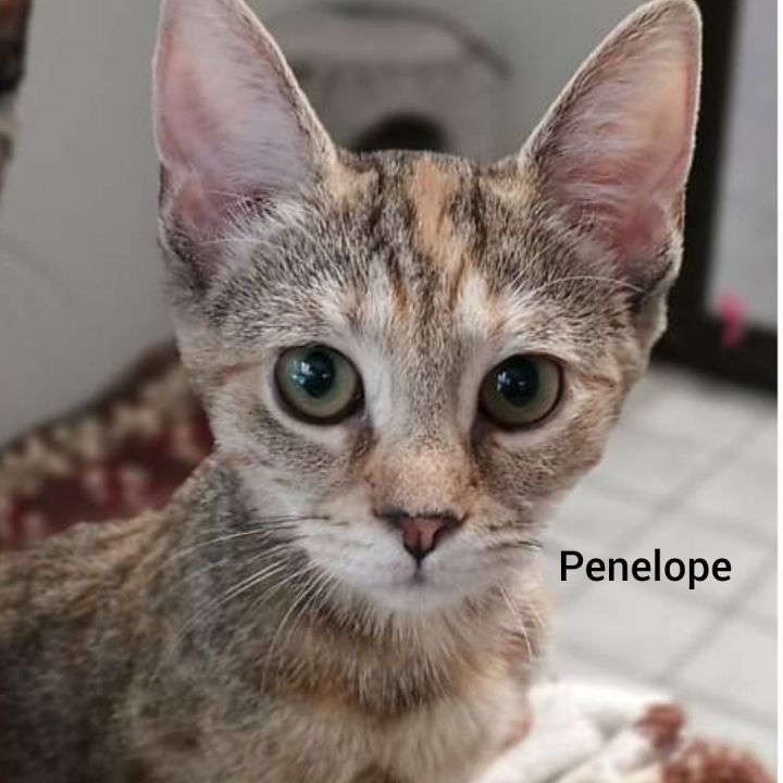 Penelope, an adopted Domestic Short Hair in Horseheads, NY_image-1