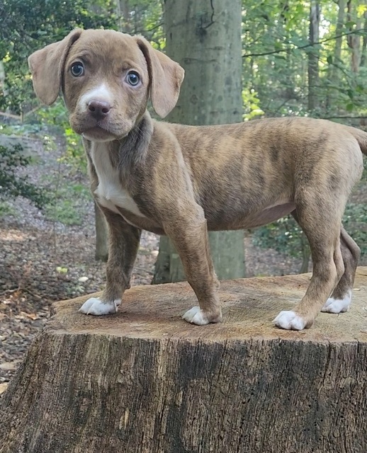 Tanya (American Tail Pups)