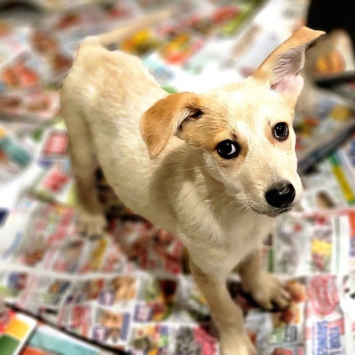 Dash(PENDING!), an adoptable Cattle Dog & Collie Mix in Chicago, IL_image-6
