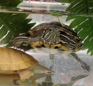 Triscuit Red Eared Slider (good 1st water turtle)