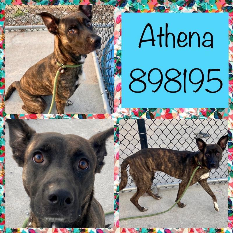 Athena