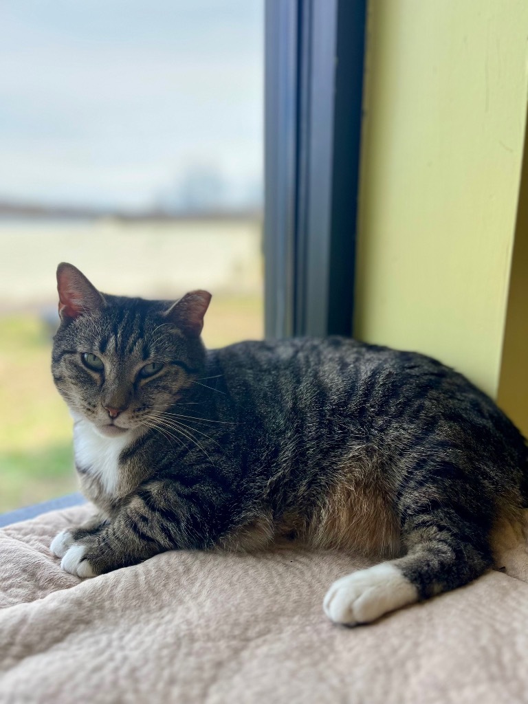 White Sox, an adoptable Domestic Short Hair in Blountville, TN, 37617 | Photo Image 1