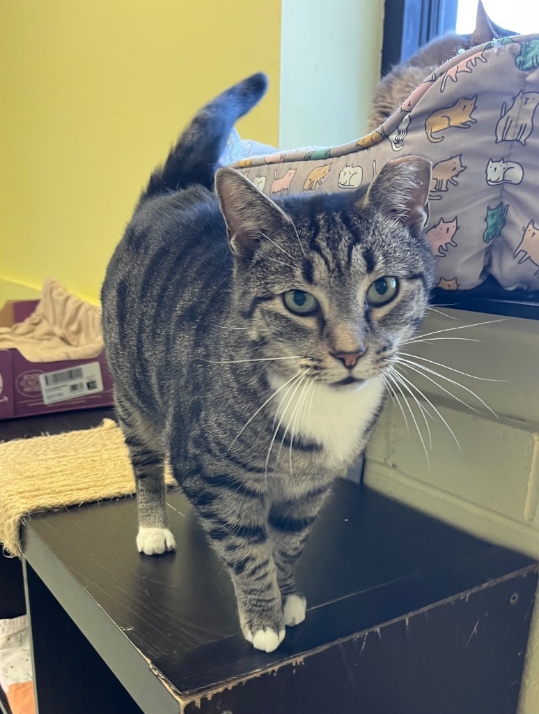 White Sox, an adoptable Domestic Short Hair in Blountville, TN, 37617 | Photo Image 1