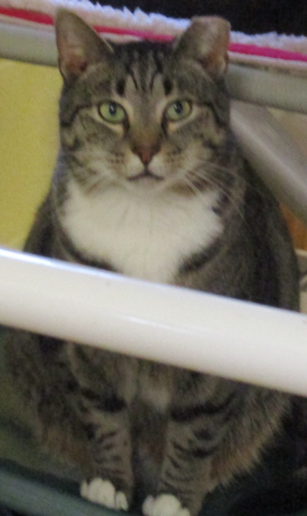 White Sox, an adoptable Domestic Short Hair in Blountville, TN, 37617 | Photo Image 2