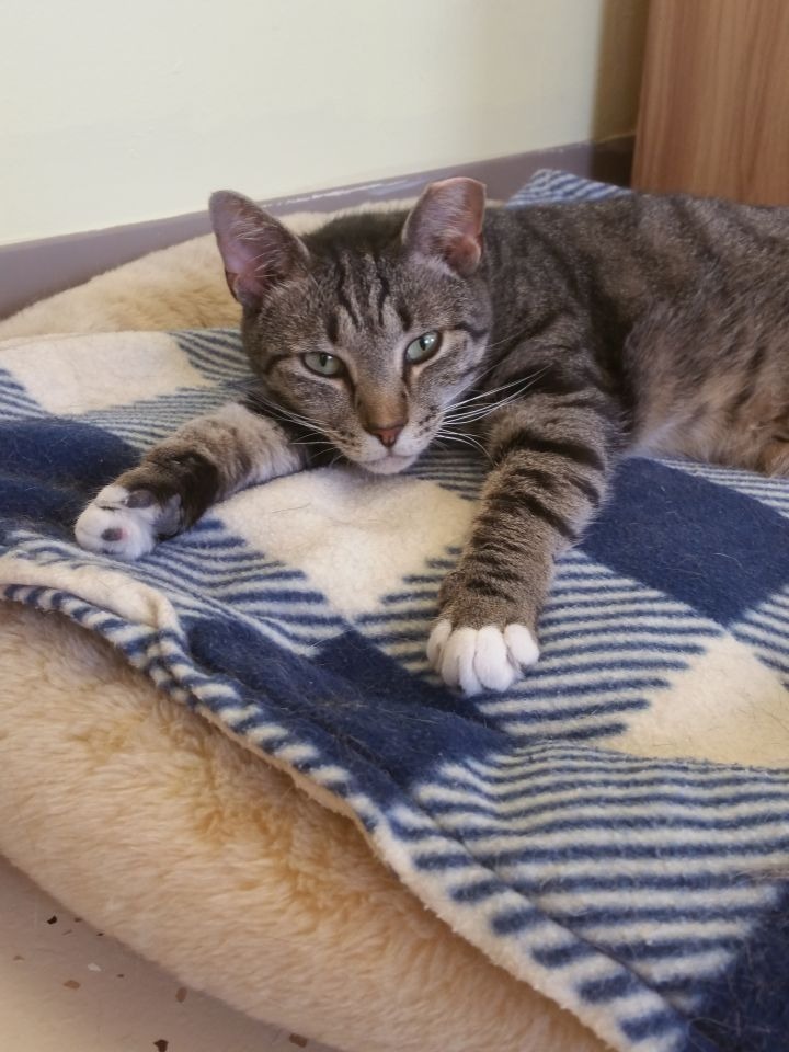 White Sox, an adoptable Domestic Short Hair in Blountville, TN, 37617 | Photo Image 3