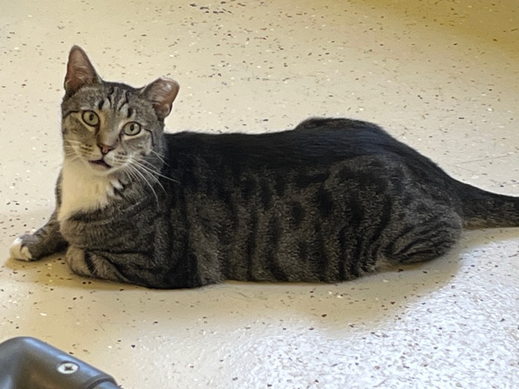 White Sox, an adoptable Domestic Short Hair in Blountville, TN, 37617 | Photo Image 4