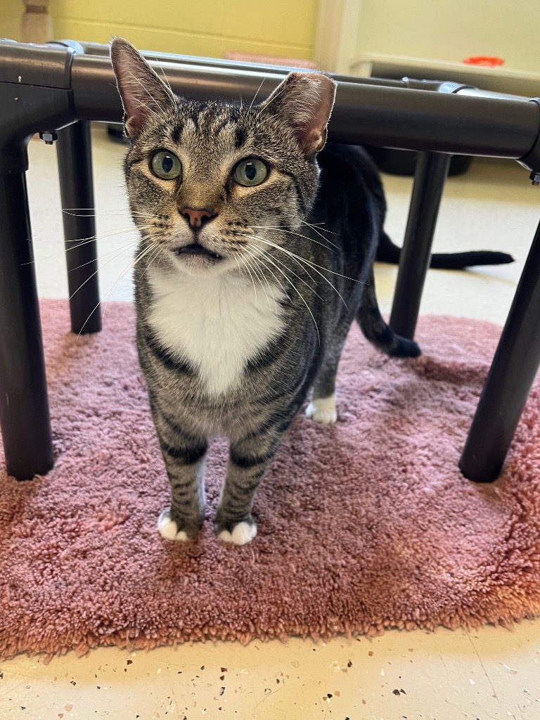 White Sox, an adoptable Domestic Short Hair in Blountville, TN, 37617 | Photo Image 5