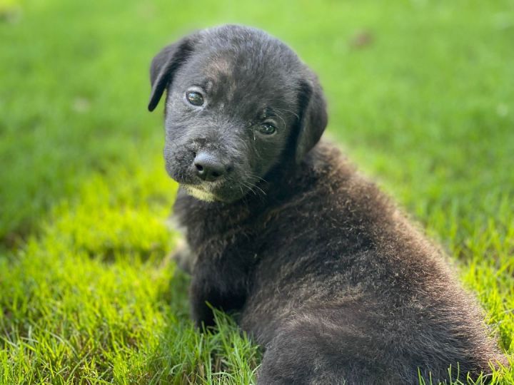 Gretchen, an adoptable Labrador Retriever & Hound Mix in Marietta, GA_image-1