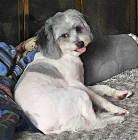 Rocky , an adoptable Lhasa Apso Mix in Maumee, OH_image-2