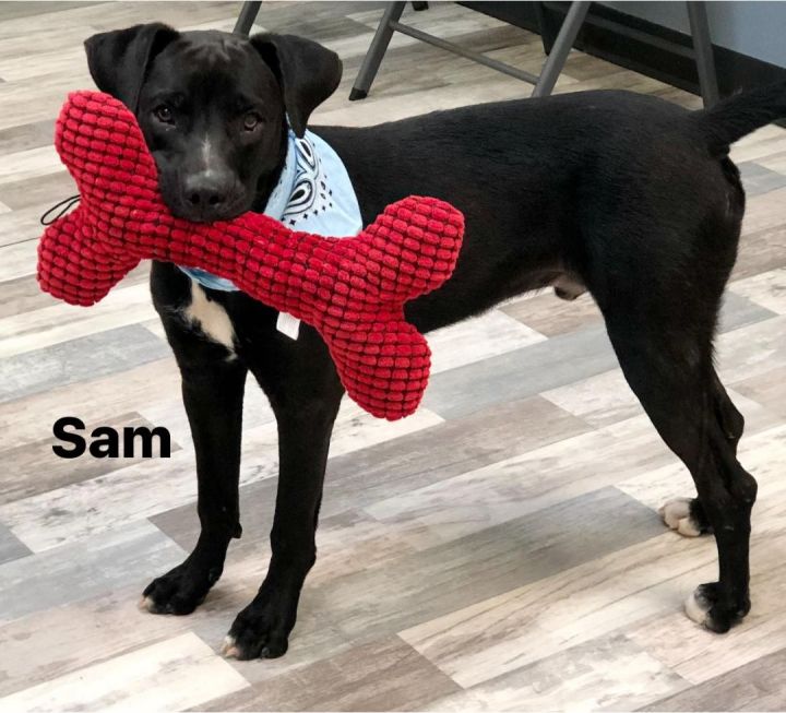 Sam , an adoptable Labrador Retriever Mix in Highland, MD_image-2