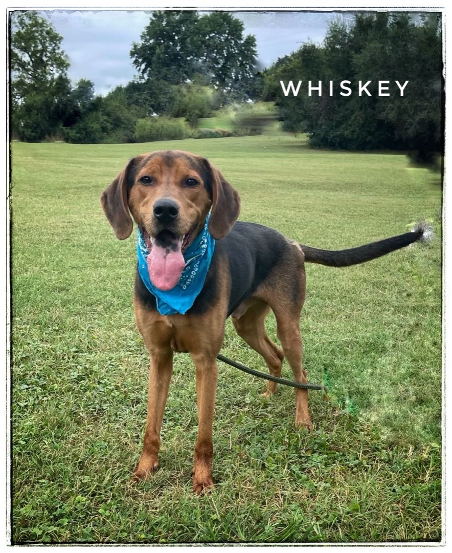 Whiskey