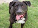 LEON's profile on Petfinder.com